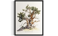 Bristlecone pine tree for sale  Delivered anywhere in USA 