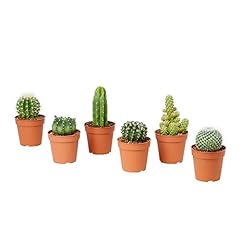 Cactus ornamentali set usato  Spedito ovunque in Italia 