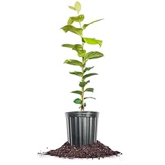 Perfect plants chocolate for sale  Delivered anywhere in USA 