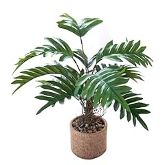 Giftale 12.6 potted for sale  Delivered anywhere in USA 