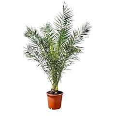 Phoenix canariensis 160 d'occasion  Livré partout en France