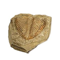 Yizan natural trilobite gebraucht kaufen  Wird an jeden Ort in Deutschland