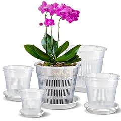 Iwttwy clear orchid for sale  Delivered anywhere in Ireland