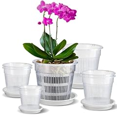 Iwttwy clear orchid for sale  Delivered anywhere in UK