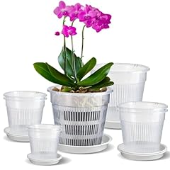 Iwttwy clear orchid for sale  Delivered anywhere in Ireland