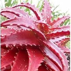Chuxay garden red for sale  Delivered anywhere in USA 
