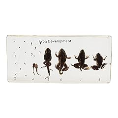 Real frog lifecycle for sale  Delivered anywhere in USA 
