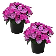 Live flowering sunpatiens for sale  Delivered anywhere in USA 