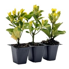 Golden euonymus shrubs for sale  Delivered anywhere in USA 