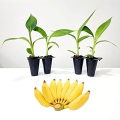 Banana tree dwarf for sale  Delivered anywhere in USA 