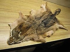 Tanned coyote hide for sale  Delivered anywhere in USA 