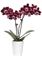 Green circle growers for sale  Delivered anywhere in USA 