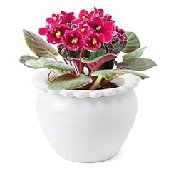 Tbpro african violet for sale  Delivered anywhere in USA 
