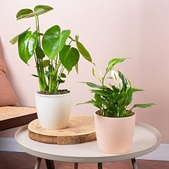 Ensemble plantes intérieur d'occasion  Livré partout en Belgiqu