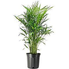 American plant cat for sale  Delivered anywhere in USA 