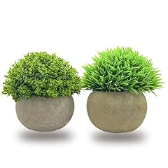 Khiyqilo mini potted for sale  Delivered anywhere in USA 