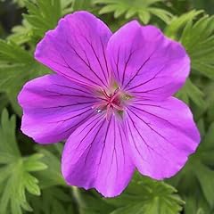 Perfect plants hardy for sale  Delivered anywhere in UK
