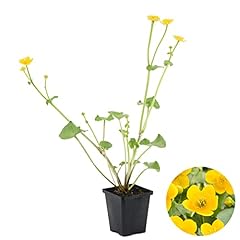 Caltha palustris souci d'occasion  Livré partout en France