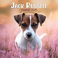Jack russell puppies d'occasion  Livré partout en France