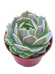 Live succulent echeveria for sale  Delivered anywhere in USA 