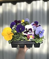 Pack pansies plants for sale  Delivered anywhere in UK