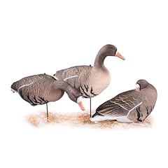 Heerweiyi specklebelly goose for sale  Delivered anywhere in USA 