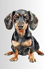 Adorable sausage dog for sale  Delivered anywhere in USA 
