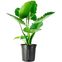 American plant alocasia for sale  Delivered anywhere in USA 