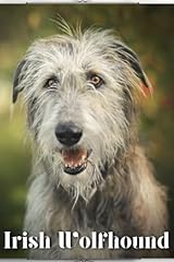 Irish wolfhound dog for sale  Delivered anywhere in UK