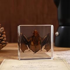 Opvicam taxidermy bat for sale  Delivered anywhere in USA 