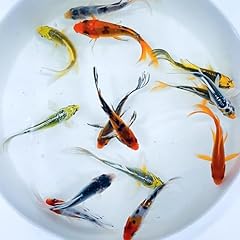 Toledo goldfish butterfly for sale  Delivered anywhere in USA 