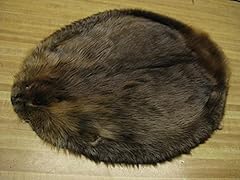 Large tanned beaver for sale  Delivered anywhere in USA 