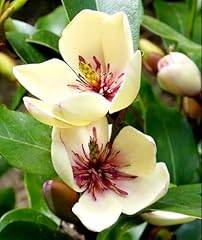 Pcs banana shrub for sale  Delivered anywhere in USA 