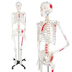 Ultrassist human skeleton for sale  Delivered anywhere in USA 