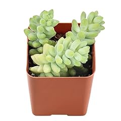 Succulent donkey tails for sale  Delivered anywhere in USA 