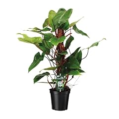 Philodendron red emerald gebraucht kaufen  Wird an jeden Ort in Deutschland