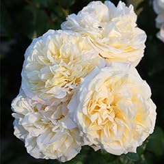 Heirloom roses hybrid for sale  Delivered anywhere in USA 