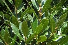 Bay tree plant for sale  Delivered anywhere in UK