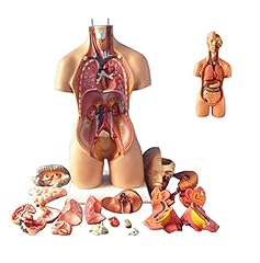 Uigjiog torso assemblierung gebraucht kaufen  Wird an jeden Ort in Deutschland