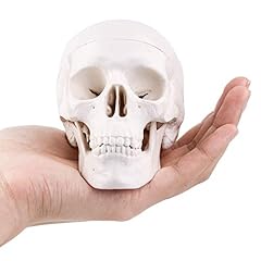 Mini skull model for sale  Delivered anywhere in Ireland