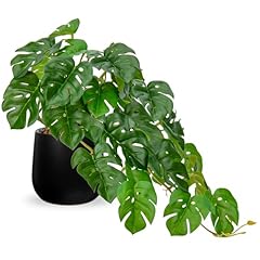 Dilatata fake plants for sale  Delivered anywhere in USA 