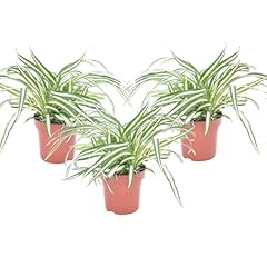 Plant box chlorophytum d'occasion  Livré partout en France