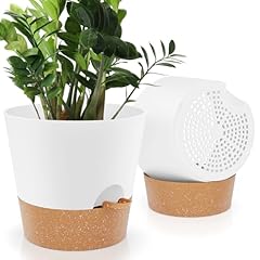 Ynnico inch plant for sale  Delivered anywhere in USA 