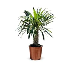 Attitude jardin pachypodium d'occasion  Livré partout en France