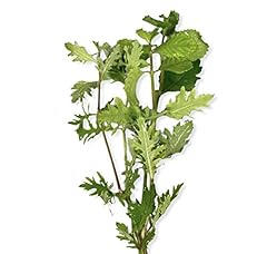 Generic water wisteria for sale  Delivered anywhere in USA 