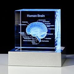 Movdyka human brain for sale  Delivered anywhere in USA 
