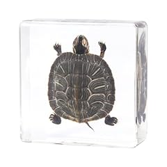 Taxidermy turtle authentic for sale  Delivered anywhere in USA 