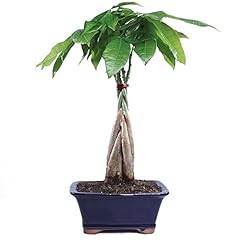 Brussel bonsai live for sale  Delivered anywhere in USA 