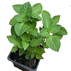 Holy basil live for sale  Delivered anywhere in USA 