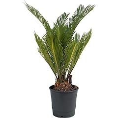 Sago palm large for sale  Delivered anywhere in UK